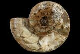 Fossil Ammonite (Rhaeboceras) - South Dakota #115161-1
